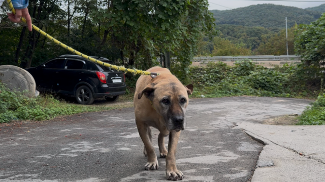 구조된 개들은 동물자유연대의 의뢰를 받은 위탁 보호소에서 생활했다. 당시에도 경애는 친구들 뒤에 숨을 정도로 수줍음이 많은 성격이었다. 동물자유연대 제공