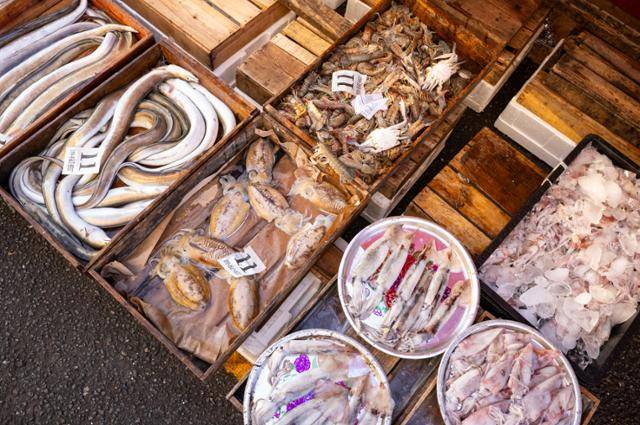 경남 마산어시장의 장어, 갑오징어, 딱새우, 오징어, 한치 등. 장준우 제공