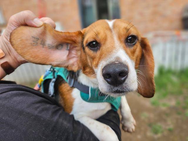 한 제약회사로부터 기증받은 실험 비글의 귀에 번호가 새겨져 있다. 비글구조네트워크 제공