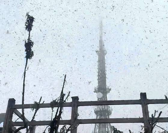 지난달 29일 오전 인천시 계양구 계양산 정상에서 '러브버그'로 알려진 붉은등우단털파리가 날아다니고 있다. 연합뉴스