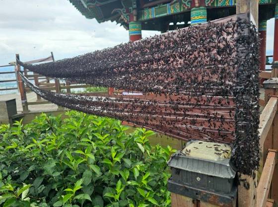 인천 계양산 등지에 '러브버그'로 불리는 붉은등우단털파리 떼가 출몰하면서 관련 민원도 급증한 것으로 나타났다. 30일 인천시 계양구에 따르면 지난 23일부터 27일까지 계양구에서 러브버그 관련 민원 359건이 잇따라 접수됐다. 연합뉴스