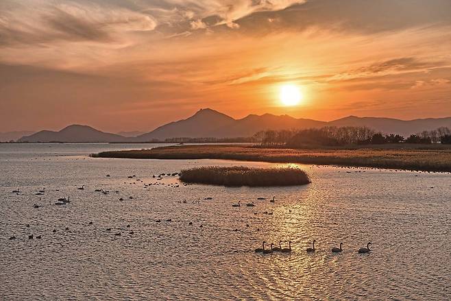 철새들의 쉼터인 을숙도(사진=사하구청)