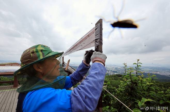 (인천=뉴스1) 김진환 기자 = 30일 오후 인천 계양구 계양산 정상에 붉은등우단털파리(러브버그) 무리가 대량 출몰한 가운데 계양구청 공원녹지과 산림보호팀 관계자들이 방역 및 날벌레 트랩을 설치하고 있다. 2025.6.30/뉴스1  Copyright (C) 뉴스1. All rights reserved. 무단 전재 및 재배포,  AI학습 이용 금지. /사진=(인천=뉴스1) 김진환 기자