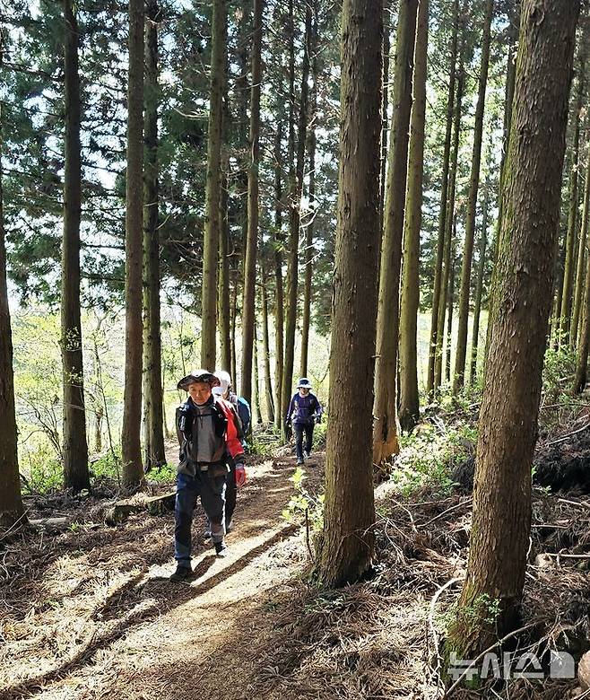 [제주=뉴시스] 임재영 기자 = 13일 오전 오름(작은 화산체) 탐방객들이 삼나무가 있는 제주시 아라동 삼의악 둘레길을 걷고 있다. 제주도는 빽빽하게 자란 삼나무에 대해 간벌 형태로 벌목작업을 진행해 다양한 생물이 서식하는 생태계 환경을 조성한다. (사진은 기사와 직접 관련이 없습니다.) 2025.04.29. ijy788@newsis.com