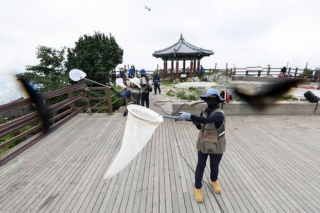 [서울=뉴시스] 4일 환경부 및 소속기관 직원들이 인천 계양구 계양산에서 러브버그(붉은등우단털파리) 성체를 제거하기 위해 송풍기와 포충망을 활용하여 방제 작업을 하고 있다. (사진=환경부 제공) 2025.07.04. photo@newsis.com *재판매 및 DB 금지