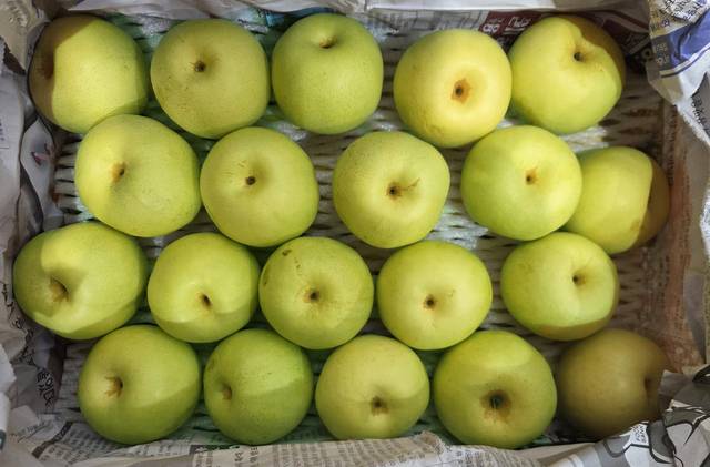 컨테이너 상자에 담겨 저온저장시설에서 보관 중인 ‘그린시스’ 배.