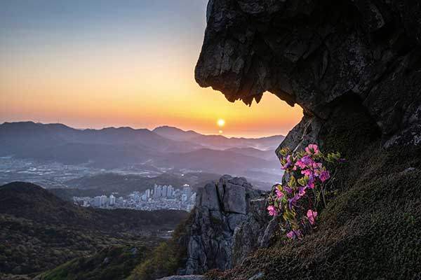 사자바위에 핀 철쭉. 사자바위는 의상봉에 있는 바위다. 마치 사자의 이빨 사이처럼 생긴 공간으로 해가 떠오르는데 그 여명을 받아 너무나 깨끗하게 핀 철쭉이 인상적이다.