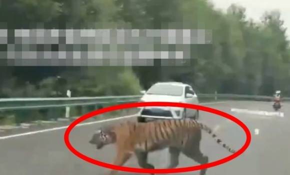 현지시간으로 2일 오후 4시쯤 중국 지린성 331번 국도에 백두산 호랑이가 나타났다. 웨이보 영상 캡처