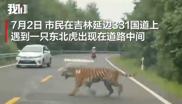 현지시간으로 2일 오후 4시쯤 중국 지린성 331번 국도에 백두산 호랑이가 나타났다. 웨이보 영상 캡처