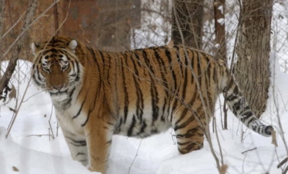 시베리아호랑이, 백두산 호랑이 자료사진