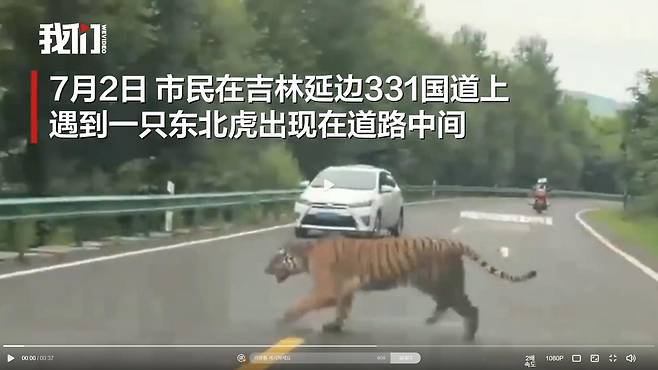 중국 지린성에 나타난 야생 백두산호랑이 [베이징바오 영상 캡처. 재판매 및 DB금지]