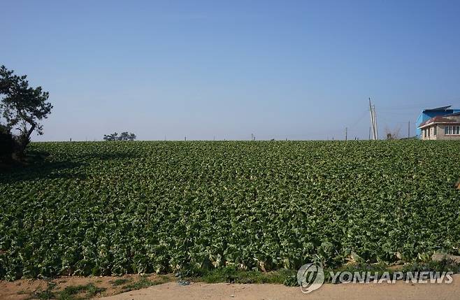 해남 배추밭 [연합뉴스 자료]