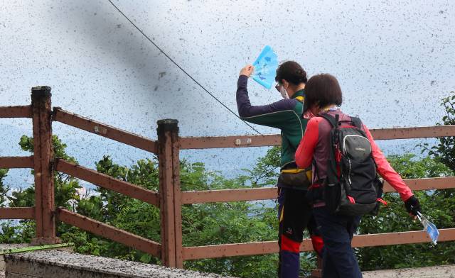 6월 30일 오전 인천 계양구 계양산 정상이 러브버그(붉은등우단털파리)들로 뒤덮여 등산객들이 불편을 겪고 있다. 연합뉴스