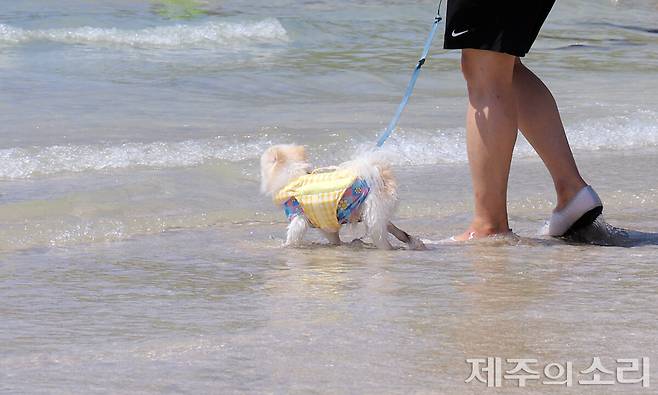 반려견과 함께 바다에 들어가고 있는 모습. ⓒ제주의소리