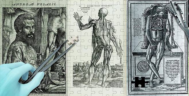 베살리우스와 그의 책 ‘인체 해부에 관하여’ 속 삽화들. 사진 출처 위키피디아·그래픽=안지현 기자 anji1227@donga.com