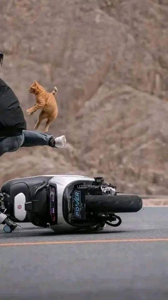 오토바이 타다 다친 고양이