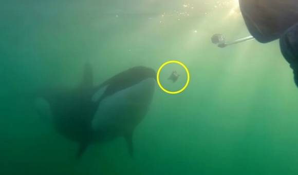 야생 범고래가 인간에게 먹이를 주는 사례.  Orca Research Trust