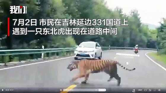 중국 지린성에 나타난 야생 백두산호랑이. 베이징바오 영상 캡처=연합뉴스