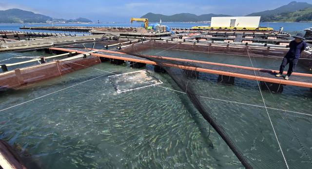한낮 체감온도가 35도에 육박한 6일 통영시 산양읍 해상 가두리 양식장에서 어민들이 사료를 공급하고 있다. 김민진 기자