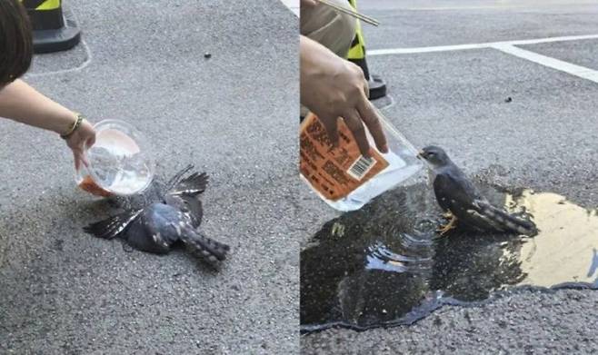 중국 우한에서 무더위가 지속되며 아스팔트 도로 위에 새가 쓰러져 있는 모습. 웨이보
