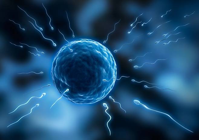 인간의 난자와 정자를 나타낸 그림. 실험실에서 정자와 난자를 생성해 개인의 생식능력 여부나 성별, 나이와 관계없이 생물학적 자녀를 가질 수 있는 체외 생식세포 생성(IVG) 기술 개발이 최근 빠르게 진전되고 있다. 게티이미지뱅크 제공