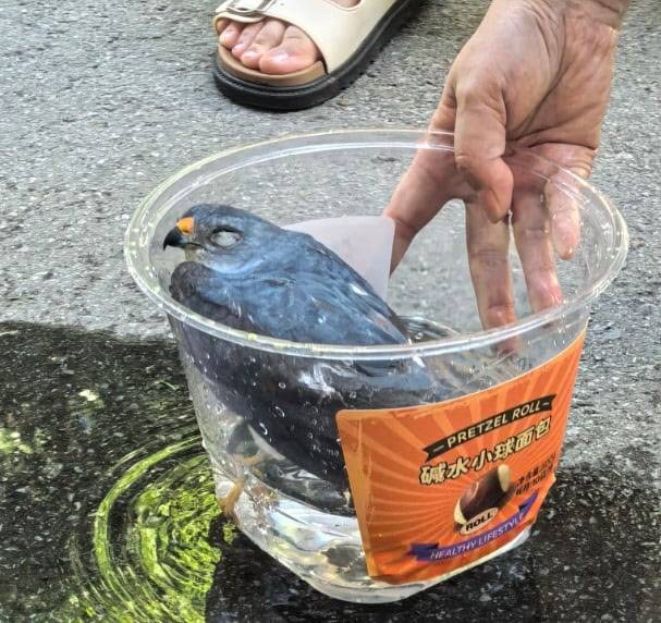 폭염으로 도로 위에서 졸도한 새.〈사진=웨이보〉