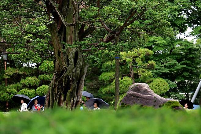 2025년 6월25일 오전 서울 종로구 청와대 옛 본관 터에 있는 740살 주목. 이종근 선임기자