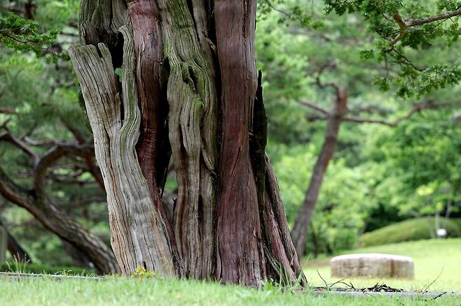 2025년 6월25일 오전 서울 종로구 청와대 옛 본관 터에 있는 740살 주목. 이종근 선임기자