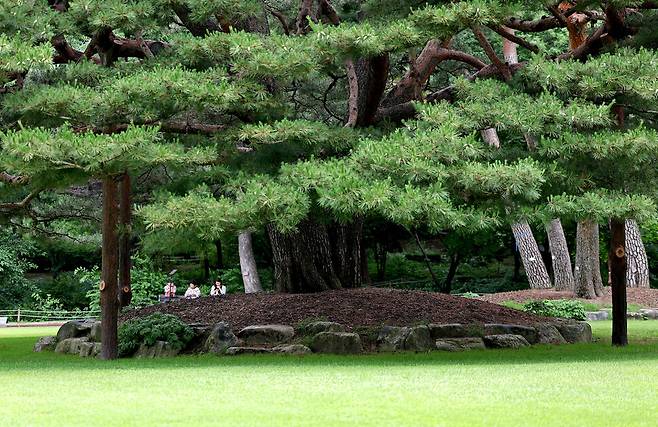 2025년 6월25일 오전 서울 종로구 청와대 녹지원의 170살 반송. 이종근 선임기자