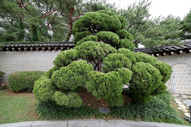 2025년 6월25일 오전 서울 종로구 청와대 영빈관 서편 박정희 전 대통령이 1978년 12월23일 기념식수한 가이즈카향나무 . 이종근 선임기자