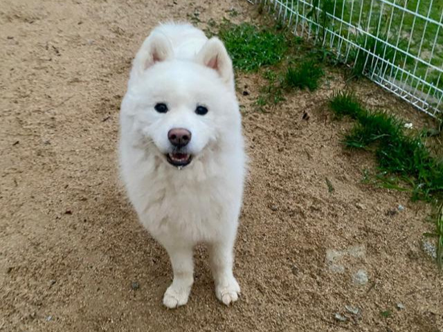 아직 산책은 어색하지만 천천히 배워가고 있는 마요. 워크온 제공