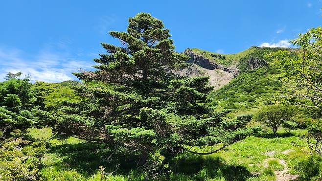 5일 첫 공개된 구상나무 대표목 (사진, 신동원 기자)