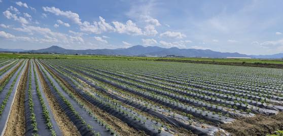 '경북 3대 평야' 중 한 곳인 경북 경주 안강지구에서 콩 재배가 이뤄지고 있는 모습. 사진 경북도
