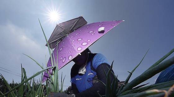 A farmer works at the field with a parasol on July 2 in Goryeong, North Gyeongsang. [YONHAP]