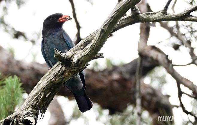 먹이를 물고 온 파랑새 어미가 둥지로 들어가기 전 횟대에 앉아 주변을 살피고 있다.&nbsp;