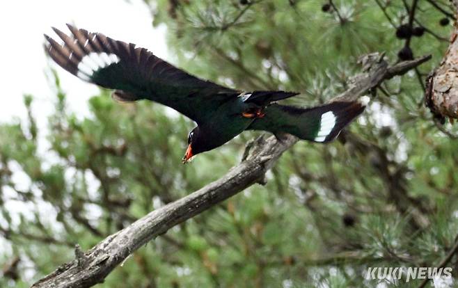 '횟대에서 둥지로'먹파랑새는 잠자리, 대벌레 등을 잡아 새끼에게 먹이며, 둥지 주변에서 활발히 먹이를 나른다.&nbsp;