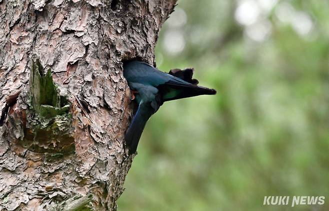 둥지 안으로 빠르게 들어가고 있다.