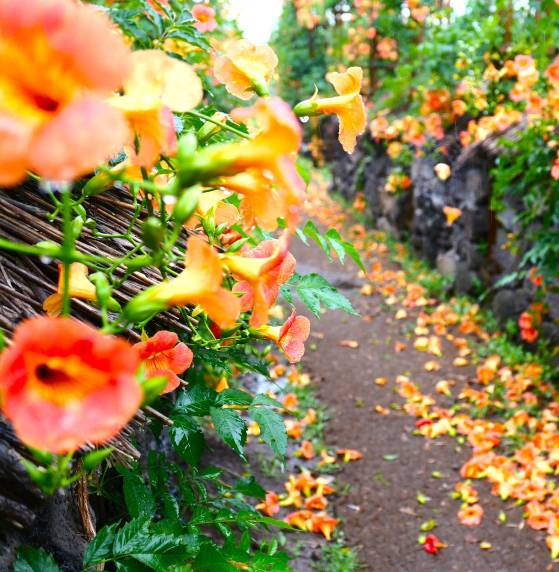 제주 ‘비체올린’의 ‘여름꽃 & 능소화 축제’ 능소화 길.