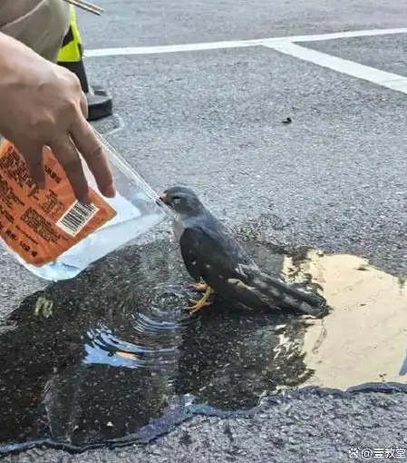 4일(현지시간) 중국 후베이성(省) 우한의 아스팔트 도로 위에서 기절한 채 쓰러져 있던 새가 주민의 도움으로 의식을 회복하고 있다. 웨이보 캡처