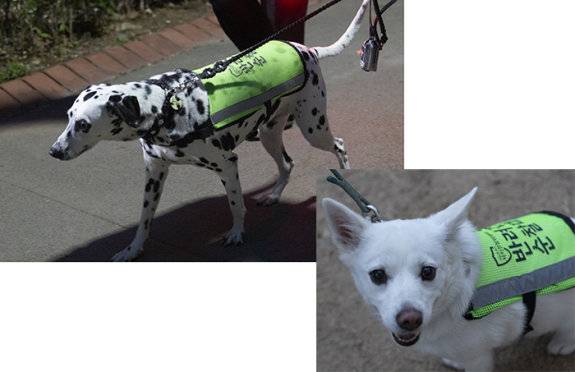 반려견 순찰대는 대형견부터 소형견까지 다양하게 구성돼 있다. 지호영 기자