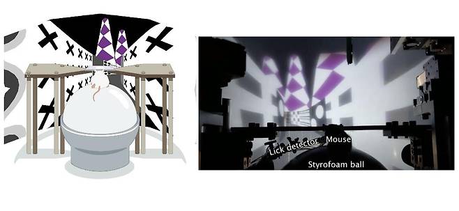 공간 학습하는 쥐 실험 [정누리 박사 브런치 캡처. 재판매 및 DB 금지]