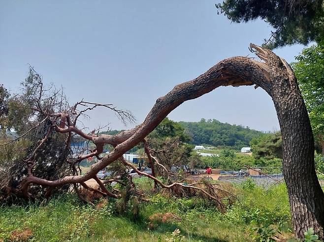 ▲ 인천 남동구 운연동 소나무 보호수가 지난해 폭설로 줄기가 끊어지며, 보호수 지정 해제 절차에 나선다. /사진제공=남동구