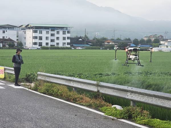 함안군이 벼 병해충 공동(항공)방제를 시행한다. 사진은 농지에 항공방제를 시행하는 모습. / 함안군