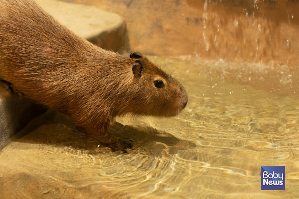 물놀이를 즐기고 있는 카피바라.&nbsp;ⓒ제주신화월드