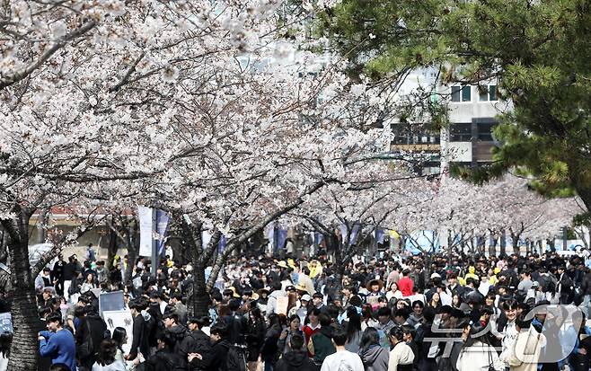 31일 오후 부산 남구 국립부경대학교 대연캠퍼스에서 열린 벚꽃 축제 '핑크캠퍼스'를 찾은 부경대 학생들이 벚꽃을 감상하고 있다. 부산 벚꽃 명소로 꼽히는 부경대는 캠퍼스에 벚꽃이 피는 시기가 되면 학생은 물론 지역 주민들의 방문도 이어지자 2014년부터 벚꽃축제 '핑크캠퍼스'를 본격 시작해 올해 12년째를 맞았다. 2025.3.31/뉴스1 ⓒ News1 윤일지 기자