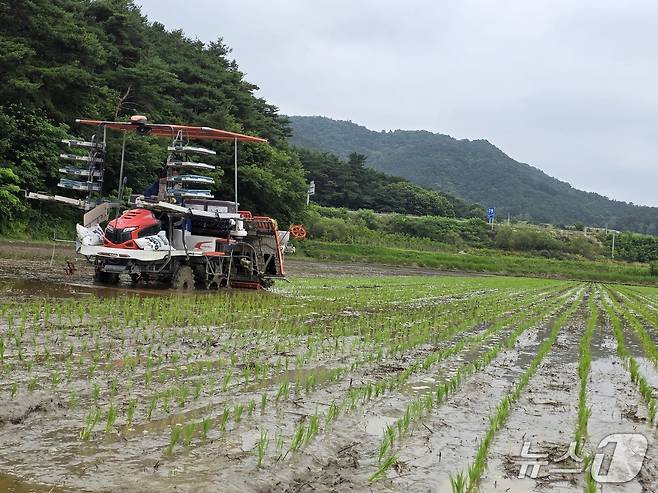 전북 남원에서 가루쌀 모내기 작업이 진행되고 있다.(남원시 제공. 재판매 및 DB금지)/뉴스1