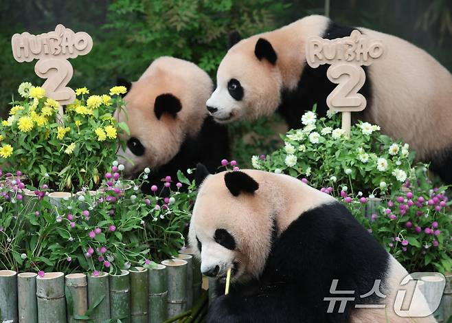 쌍둥이 아기판다 루이바오·후이바오가 두돌 생일을 맞은 7일 오전 경기 용인시 처인구 에버랜드 판다월드에서 엄마 아이바오와 루이바오·후이바오가 먹이를 먹고 있다. 2025.7.7/뉴스1 ⓒ News1 김영운 기자