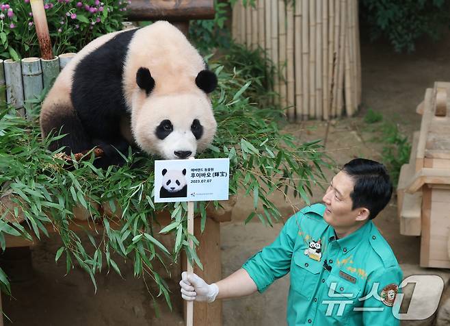 쌍둥이 아기판다 루이바오·후이바오가 두돌 생일을 맞은 7일 오전 경기 용인시 처인구 에버랜드 판다월드에서 후이바오가 송영관 주키퍼에게 사원증을 받고 있다. 2025.7.7/뉴스1 ⓒ News1 김영운 기자