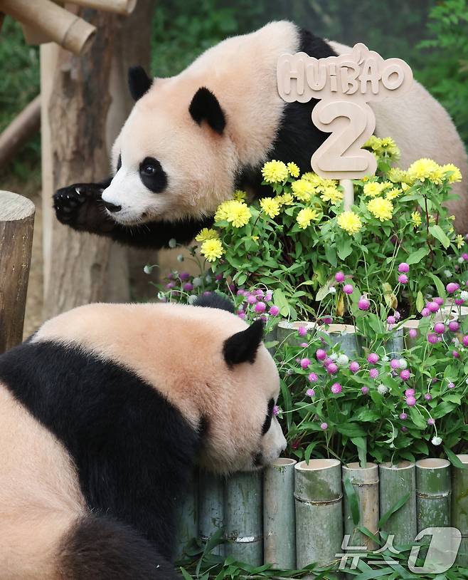 쌍둥이 아기판다 루이바오·후이바오가 두돌 생일을 맞은 7일 오전 경기 용인시 처인구 에버랜드 판다월드에서 루이바오·후이바오가 먹이를 먹고 있다. 2025.7.7/뉴스1 ⓒ News1 김영운 기자