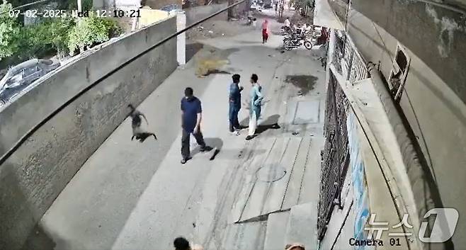 파키스탄에서 2일(현지시간) 애완용 사자가 탈출해 행인들을 공격하는 사건이 발생했다. (출처=엑스 갈무리) 2025.7.7./뉴스1